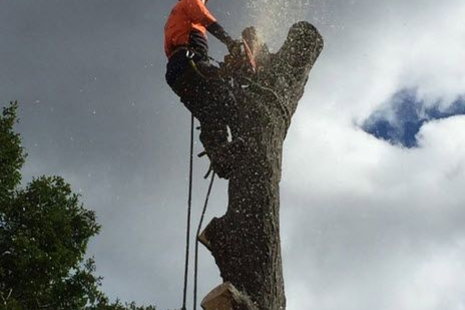 Tree-Removal-Cutting-North-Shore---Northshore-Tree-Loppers.jpg