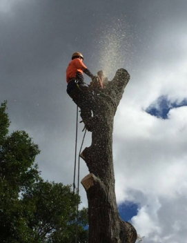 Tree-Removal-Cutting-North-Shore---Northshore-Tree-Loppers.jpg